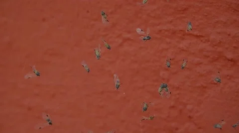 Background, abstraction, flies in the web Stock Footage 55805637