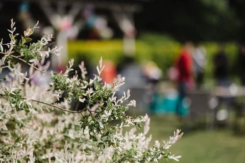 Background activities with focus on the tree in the foreground Stock Photos