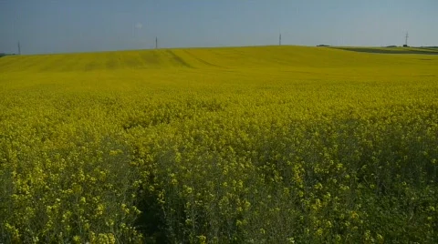 Background Of The Agricultural Field Stockbeeldmateriaal 722674