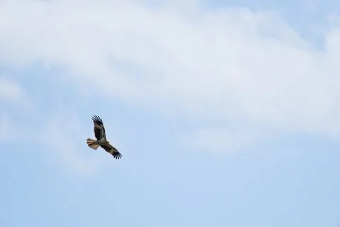 Background of an amazing brown eagle flying alone in the blue sky and stari.. Stock Photos