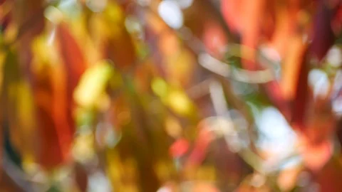 Background and bokeh Vídeos de archivo 104323567