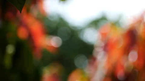 Background and bokeh10 Stock Footage 104326144