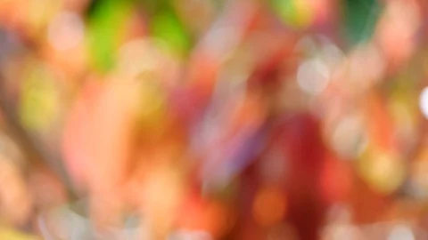 Background and bokeh2 Stock Footage 104323587