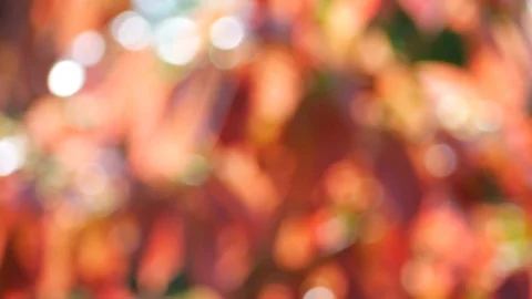 Background and bokeh3 Stock Footage 104244722