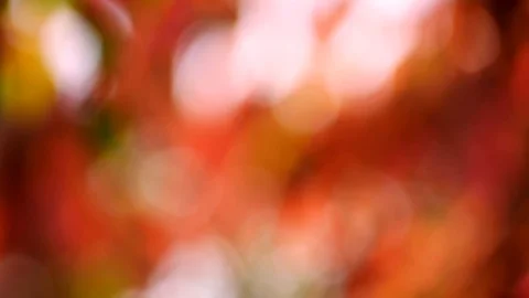 Background and bokeh5 Stock Footage 104323708