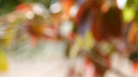 Background and bokeh7 Stock Footage 104325021