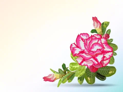 Background and label decorated with desert rose Stock Illustration