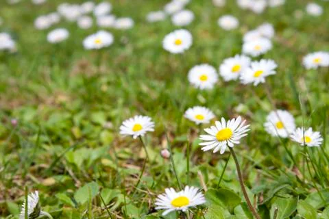 Background and pattern of daisies in spring field Foto stock
