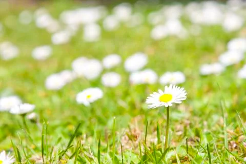Background and pattern of daisies in spring field Foto stock