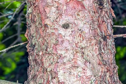 Background and texture of the bark of Blue Spruce or Picea pungens in Latin. Stock Photos