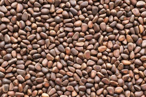 Background and texture from dried seed of cedar Stock Photos