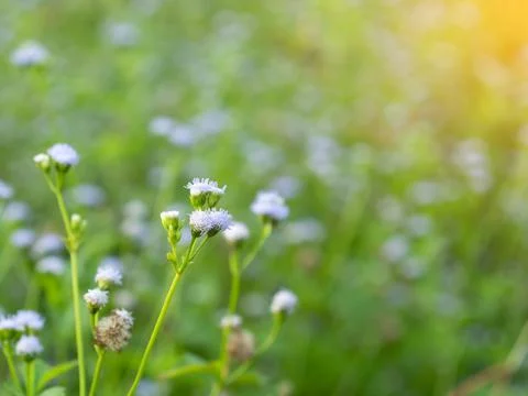 Background and texture of grass flower Stock Photos