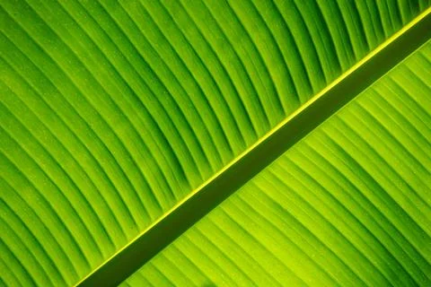 The background and texture of a green leaf Stock Photos