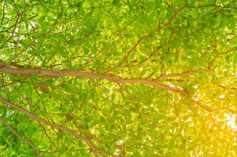 Background and texture of green leaves in nature on tree.  Terminalia ivorens Stock Photos