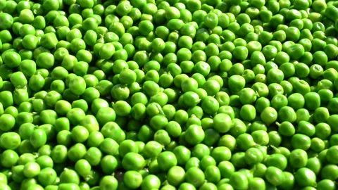 Background and texture of green peas. Stock Footage 221184483