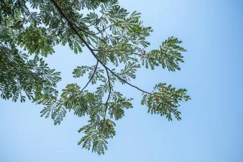 The background and texture of green tree branch leaves and summer blue sky Stock Photos