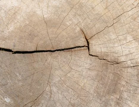 Background and texture of old stump Foto stock