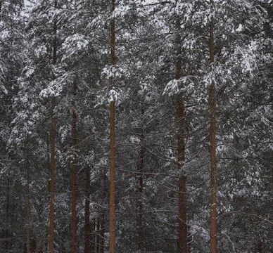 Background and texture of red long pine trees in the snow in winter. Stock-Fotos