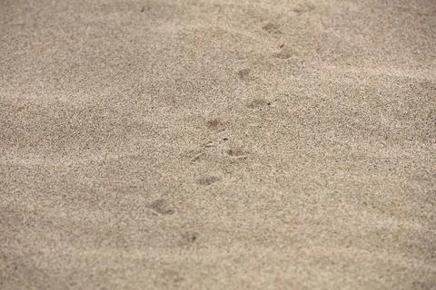Background and texture of sand pattern on a beach in summer Stock Photos