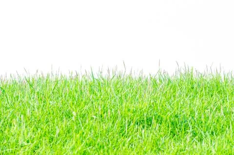 Background and texture of side view Kerean Lawn grass or japanese Lawn grass Stock Photos