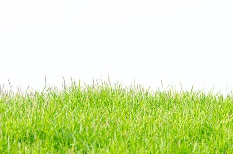 Background and texture of side view Kerean Lawn grass or japanese Lawn grass Stock Photos