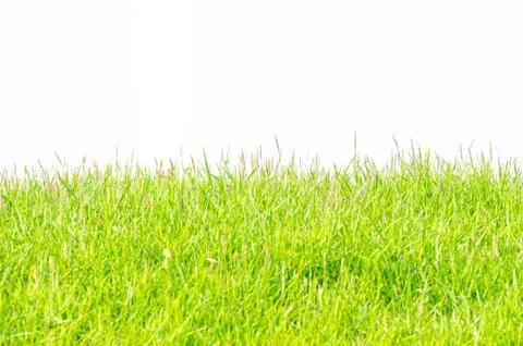 Background and texture of side view Kerean Lawn grass or japanese Lawn grass Stock Photos