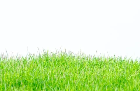 Background and texture of side view Kerean Lawn grass or japanese Lawn grass Stock Photos