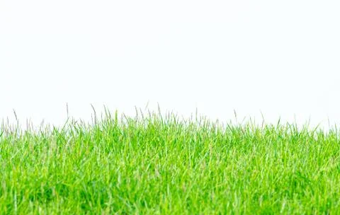 Background and texture of side view Kerean Lawn grass or japanese Lawn grass Stock Photos