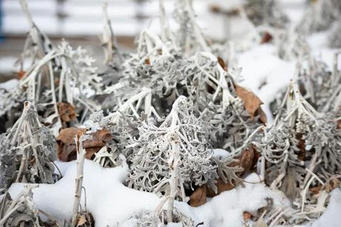 Background and texture of silver moss in the snow. Macro. plants dried flower Stock Photos