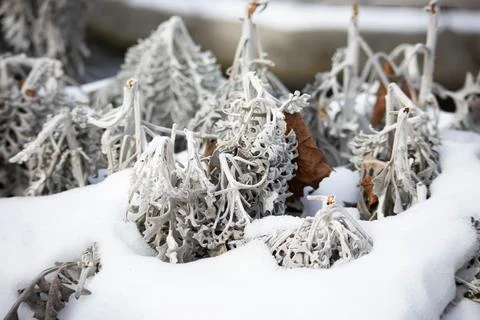 Background and texture of silver moss in the snow. Macro. plants dried flower Stock Photos