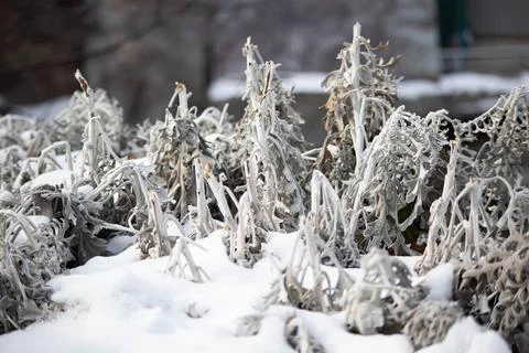 Background and texture of silver moss in the snow. Macro. plants dried flower Stock Photos