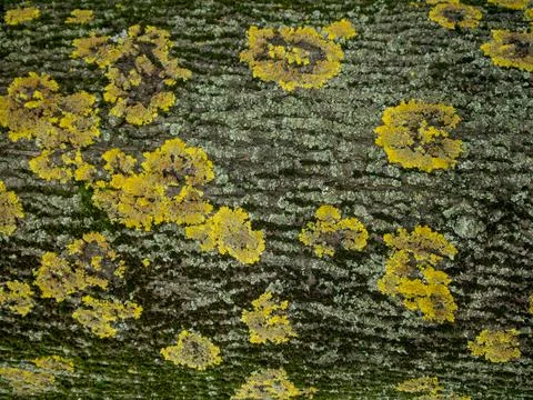 Background and texture of tree bark close-up covered with green lichen. Stock Photos