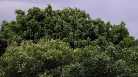 Background and texture of trees moving before a storm. Leaves detail. Stock Footage 129788071