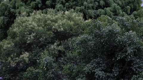 Background and texture of trees moving before a storm. Leaves detail. Video stock 129788837