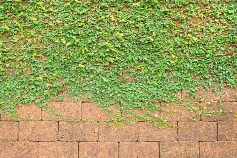 Background and texture of vintage style decorative brown brick wall. Foto stock