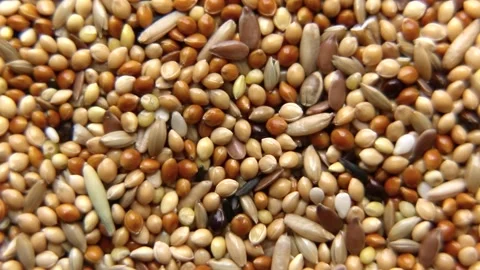 Background and texture: yellow millet, red millet, canary seed, oatmeal Stock Footage 195160587