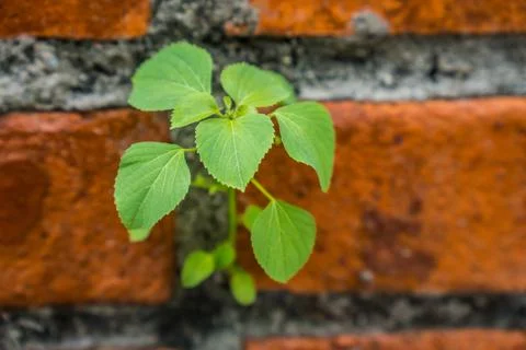 Background and texturebackground Stock Photos