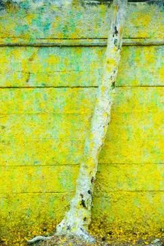 Background and Wallpaper or texture of Wooden board or table wood full of col Stock Photos