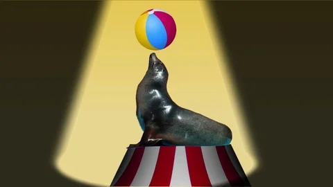 Background Animated Seal With Beach Ball Stock Footage 109065475