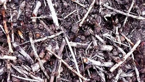 Background of the anthill with insect ant Stock Footage 114364648