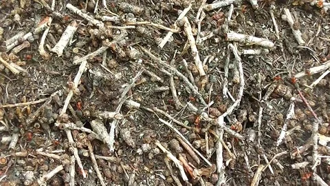 Background of the anthill with insect ant Stock Footage 114364707