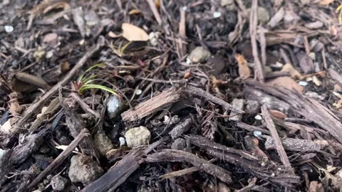 Background of Ants Working on the Ground in a Line 스톡 동영상 241875298