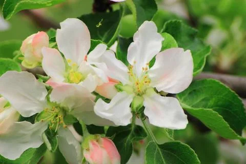 Background with Apple flowers Foto stock
