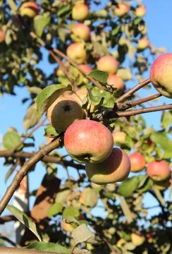 Background of apple tree branches and ripe apples Stock Photos