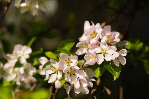 Background of apple tree branches with pink flowers on a sunny day Foto stock