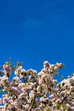 Background of apple tree branches with pink flowers on a blue sky background Foto stock