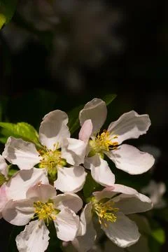 Background of apple tree branches with pink flowers on a sunny day Stock Photos