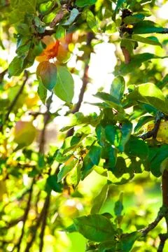 Background apple tree Foto stock