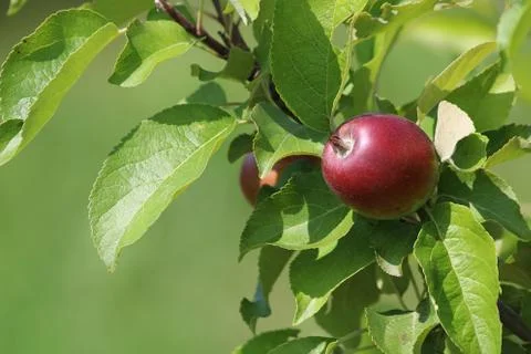 Background of apple on tree. Stock Photos
