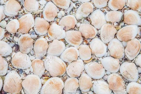 In the background are large shells, turned upside down on the sand. Stock Photos